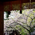 平野神社　拝殿と桜