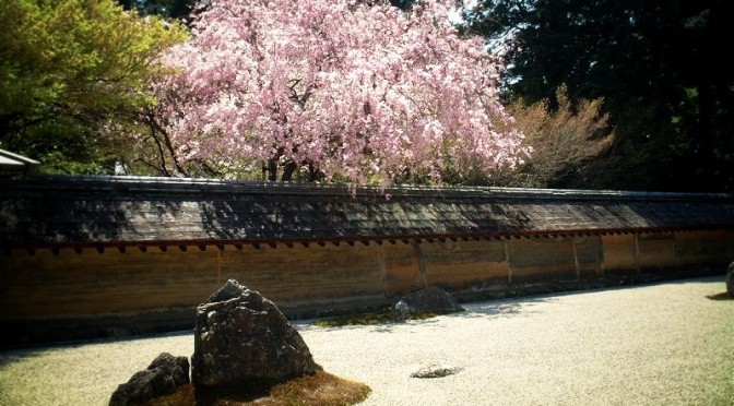 龍安寺石庭と桜