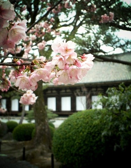 三十三間堂　早咲きの桜