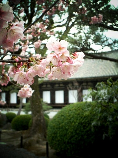 三十三間堂　早咲きの桜