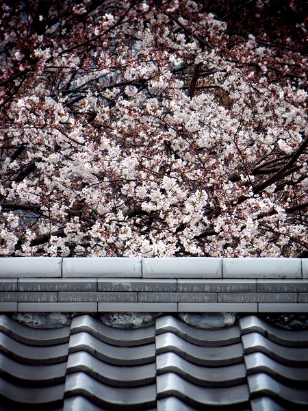 随心院　桜