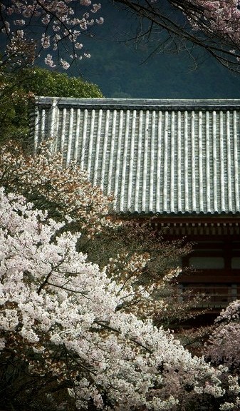 醍醐寺　仁王門と桜