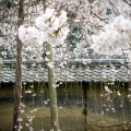 醍醐寺　境内の桜