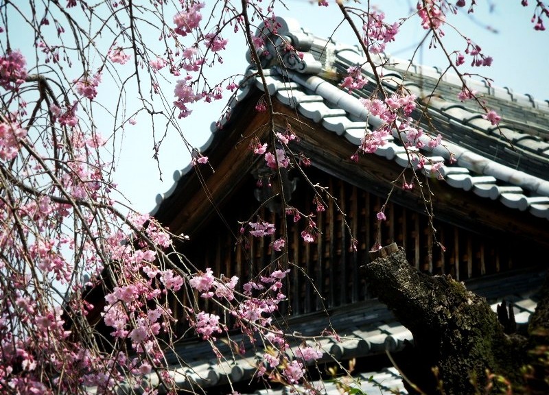 車折神社の桜