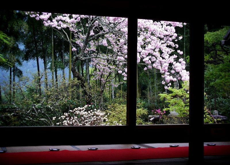 宝泉院　桜の額縁庭園