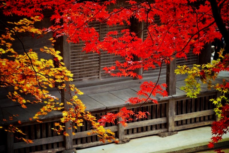 石道寺　本堂と紅葉