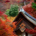 西明寺　本堂と紅葉