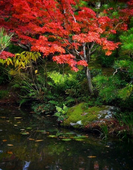 白河院：紅葉の庭園
