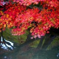 織寶苑庭園の紅葉