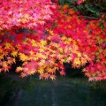 織寶苑庭園の紅葉