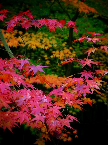 高桐院　境内の紅葉