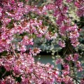 京都御所　可憐な桜