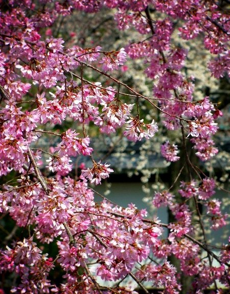 京都御所　可憐な桜