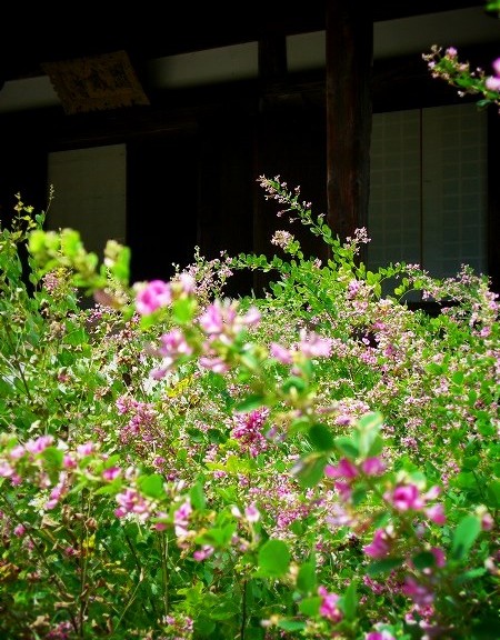 円成寺　庭園の萩