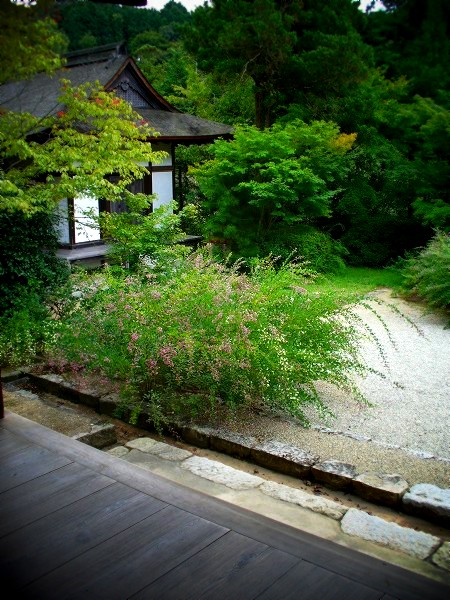 円成寺　境内の萩