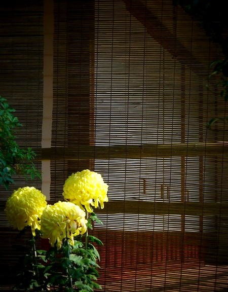 法華寺　簾と菊