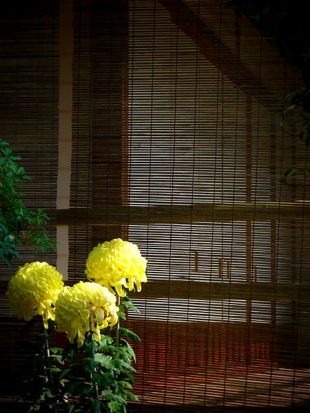 法華寺　簾と菊