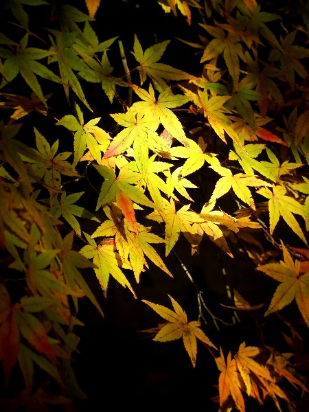 蓮華寺　境内の紅葉