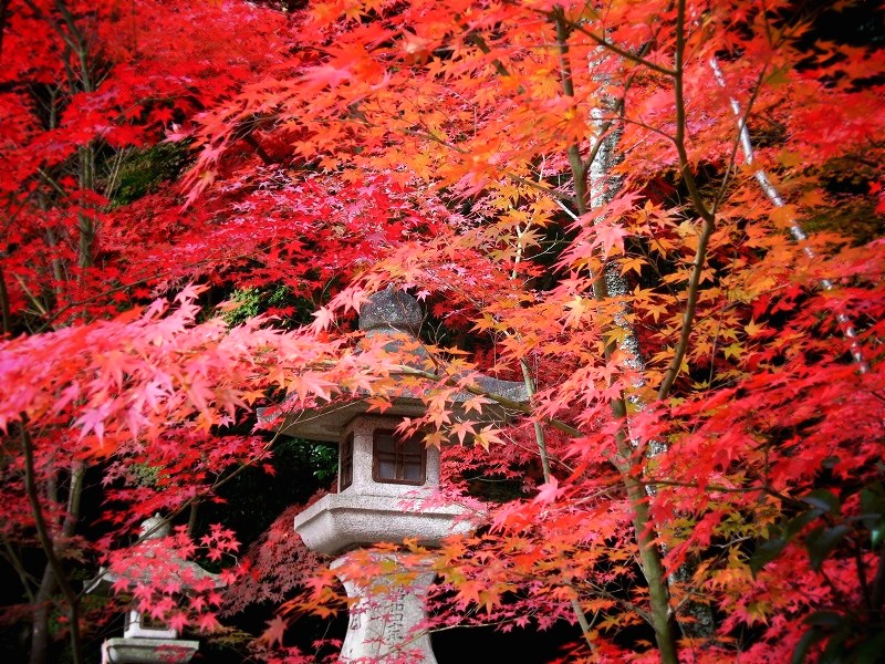 大原野神社　紅葉と石灯籠