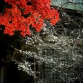 金剛輪寺　本堂と紅葉