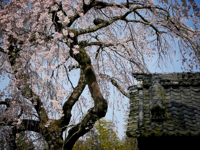 地蔵禅院　枝垂れ桜