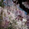 天龍寺　多宝殿と桜