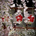 平野神社　東神門の桜