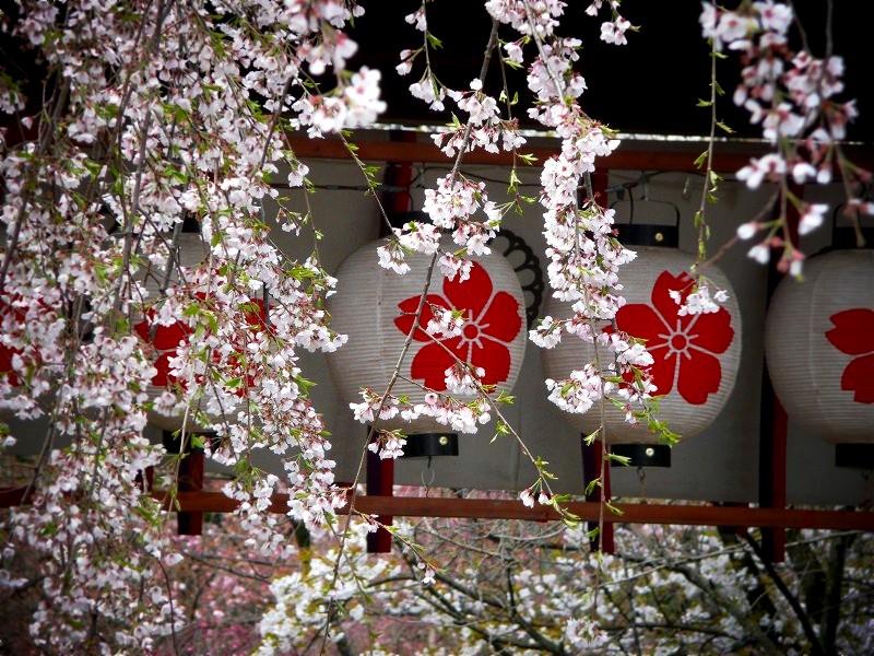 平野神社　東神門の桜