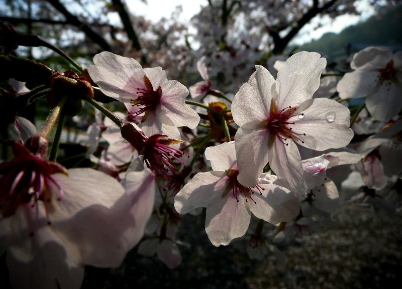 粉河寺　早朝の桜
