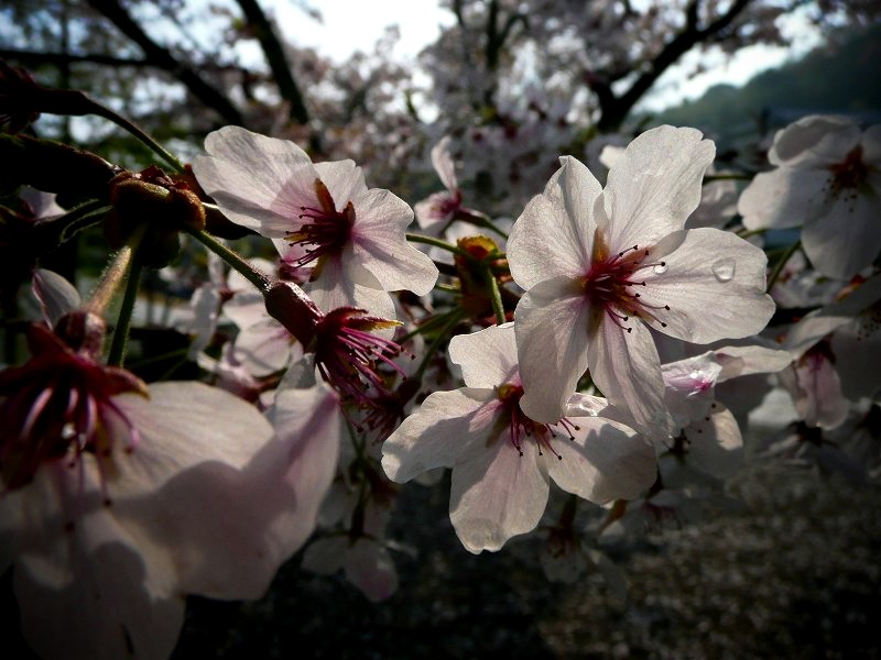 粉河寺　早朝の桜