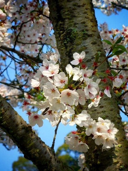 粉河寺　境内の桜