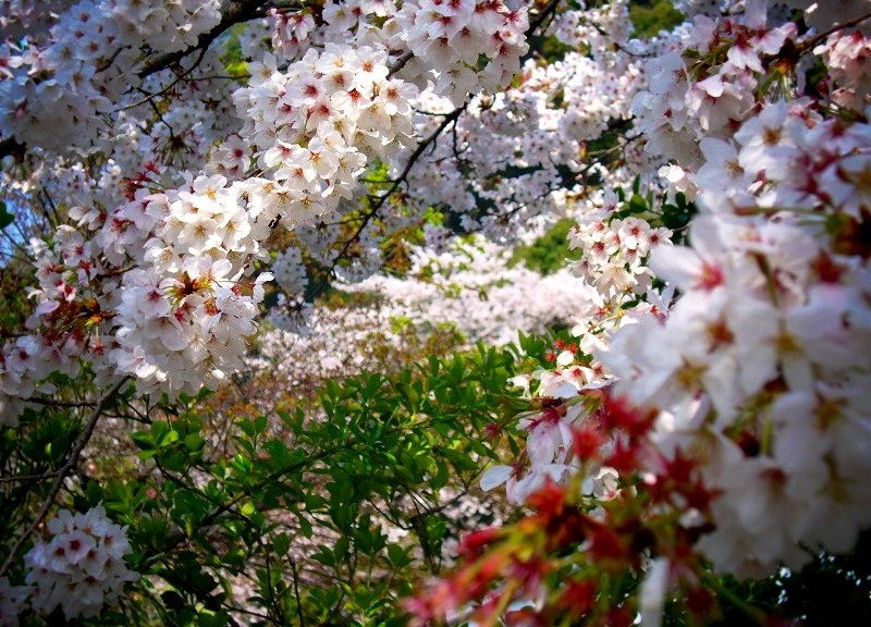 粉河寺　境内の桜