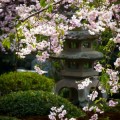 洛翠　桜と石灯籠