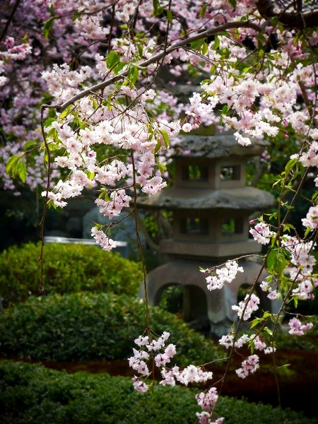洛翠　桜と石灯籠