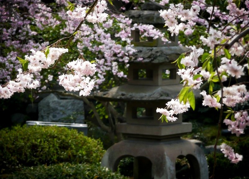 洛翠　石灯籠と桜