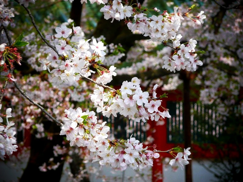 平安神宮　応天門の桜