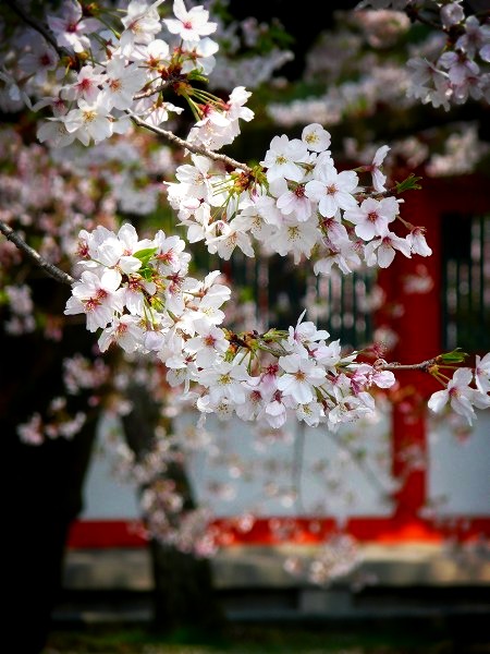 平安神宮　応天門の桜