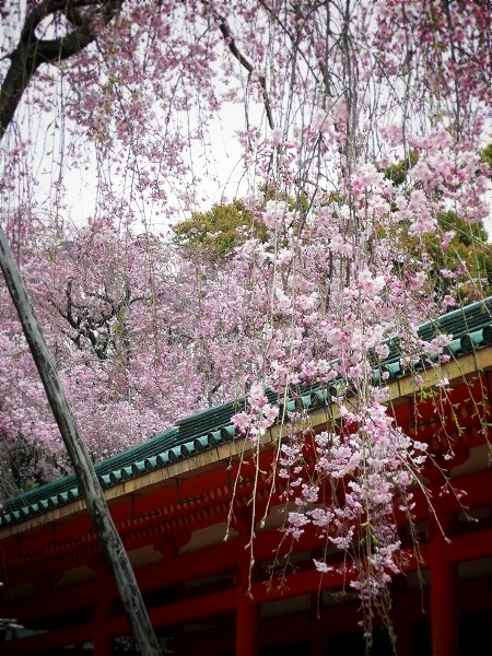 平安神宮　枝垂れ桜