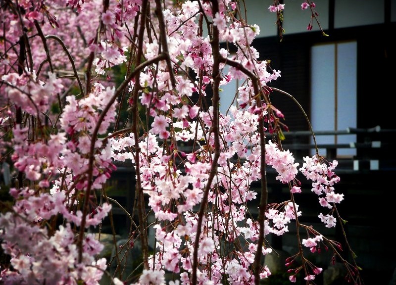 平安神宮　尚美館と桜