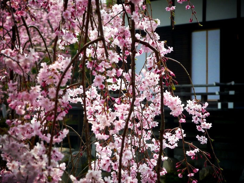 平安神宮　尚美館と桜