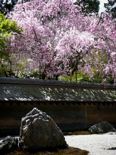 龍安寺　桜と石庭
