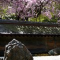 龍安寺　桜と石庭