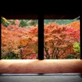 高山寺　石水院の紅葉