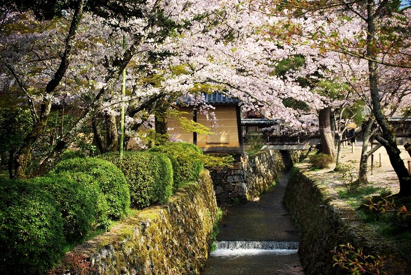 大覚寺の桜