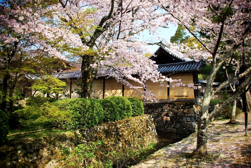 大覚寺の桜